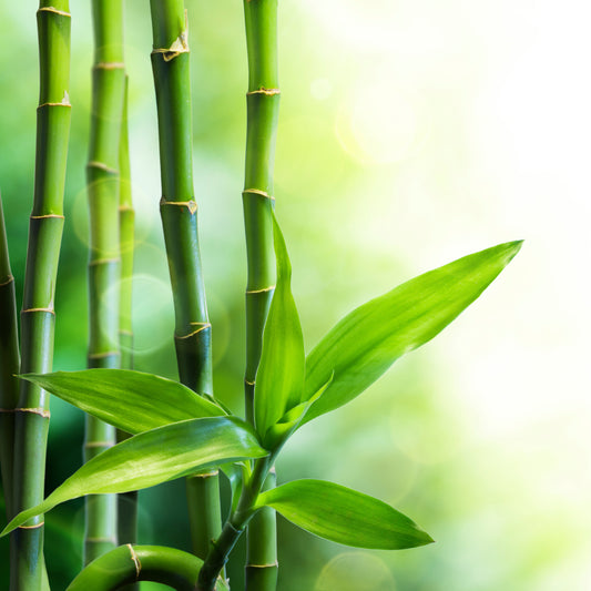 Bamboo & Teak Fragrance Oil