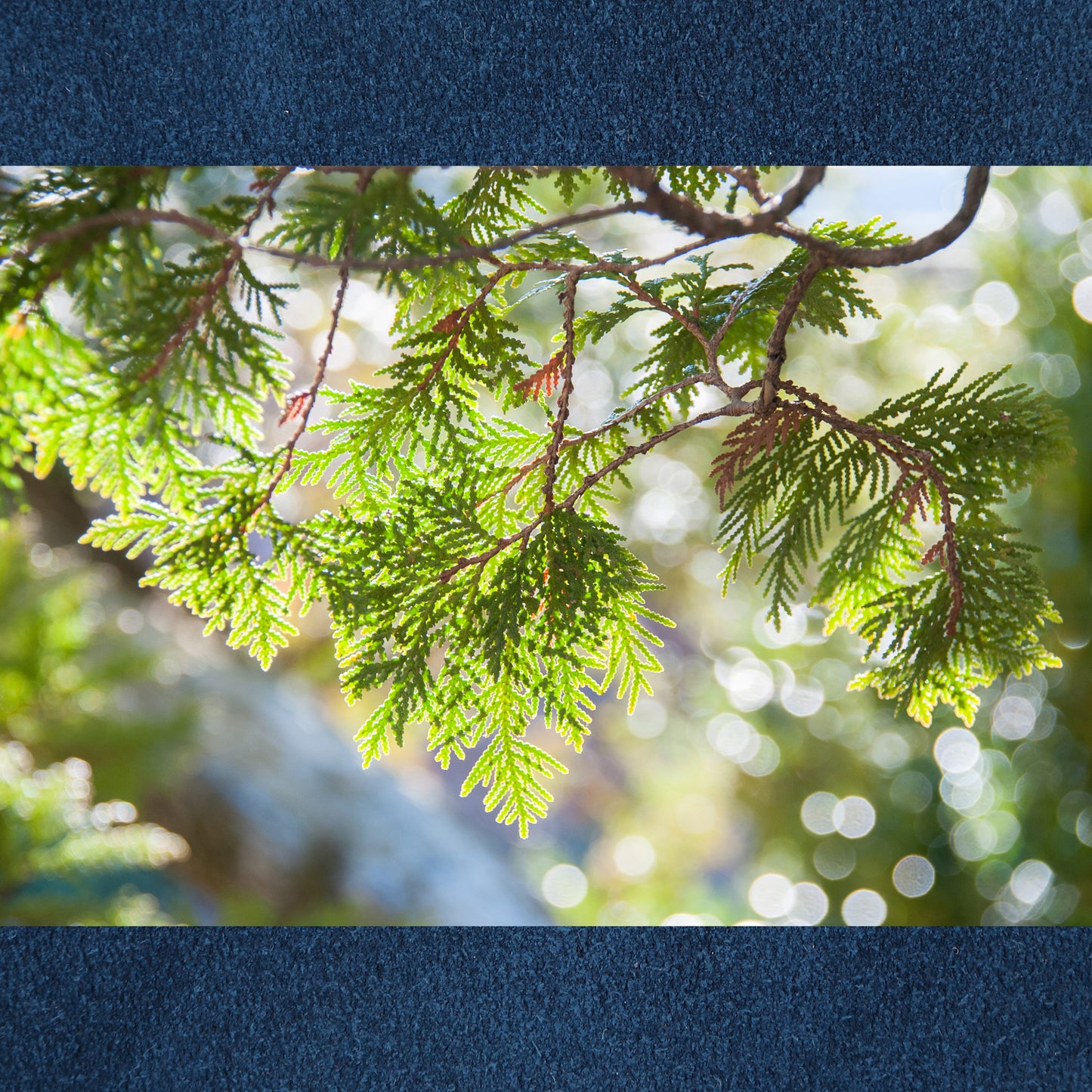 Cedar & Blue Suede Fragrance Oil