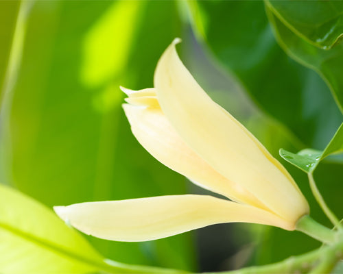 Champa White Absolute