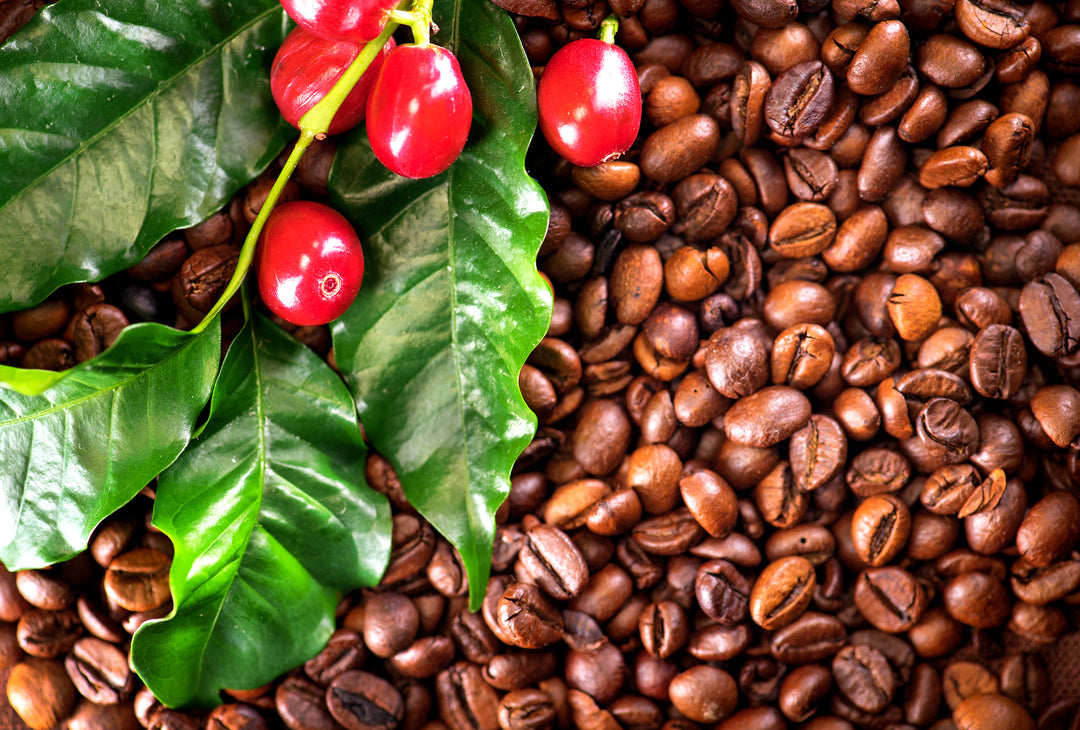 Coffee Essential Oil - Roasted