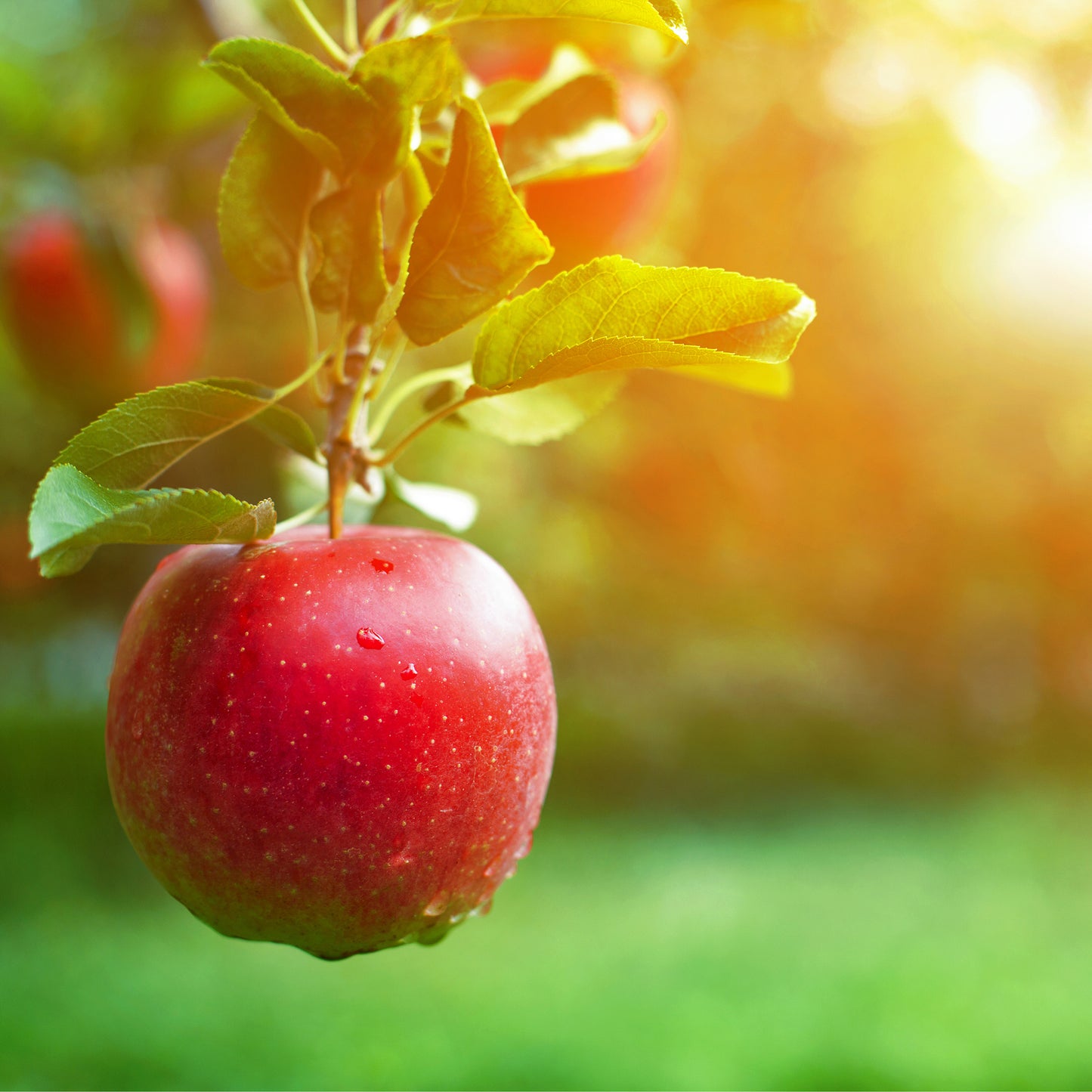 Crisp Apple Fragrance Oil