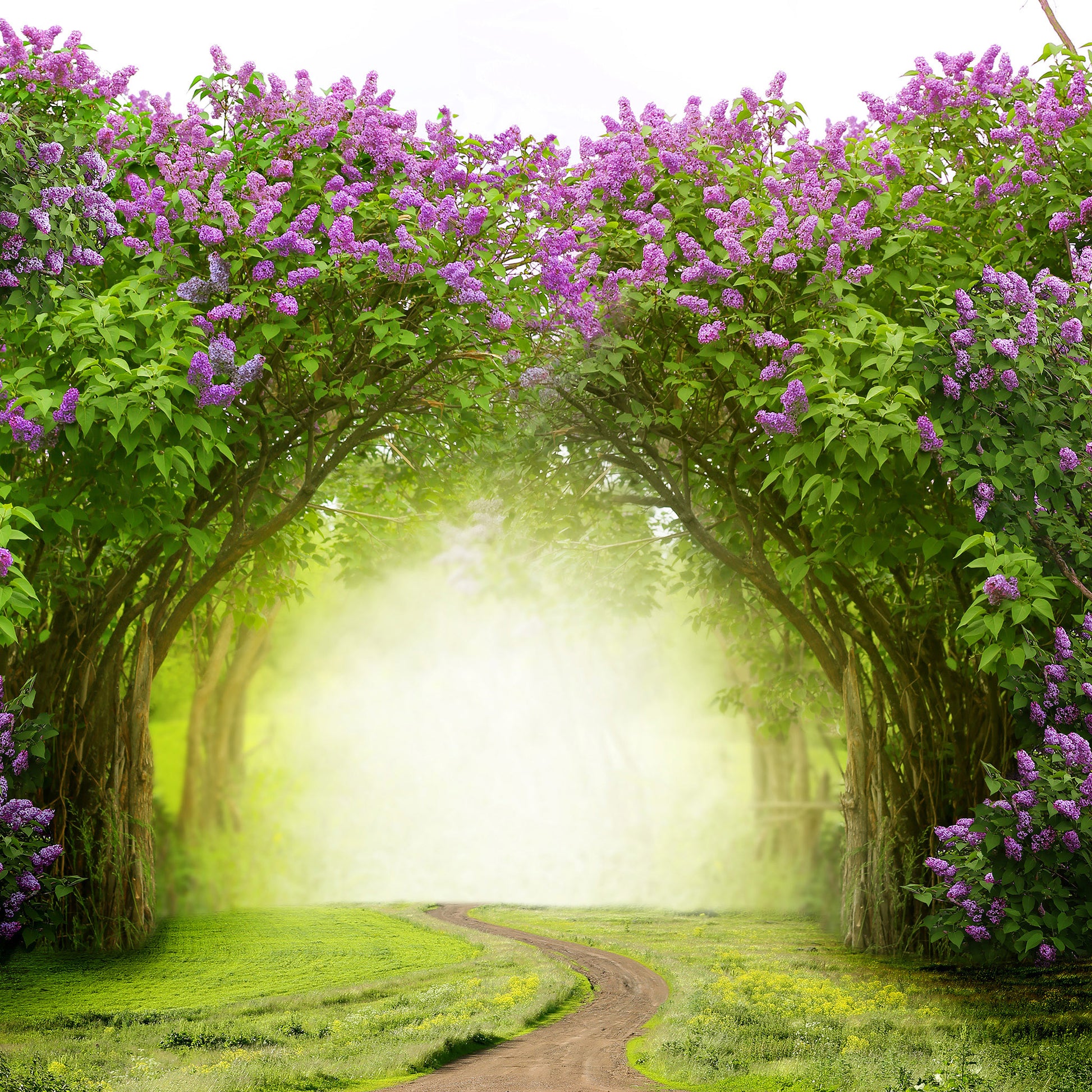 lilac woods fragrance oil