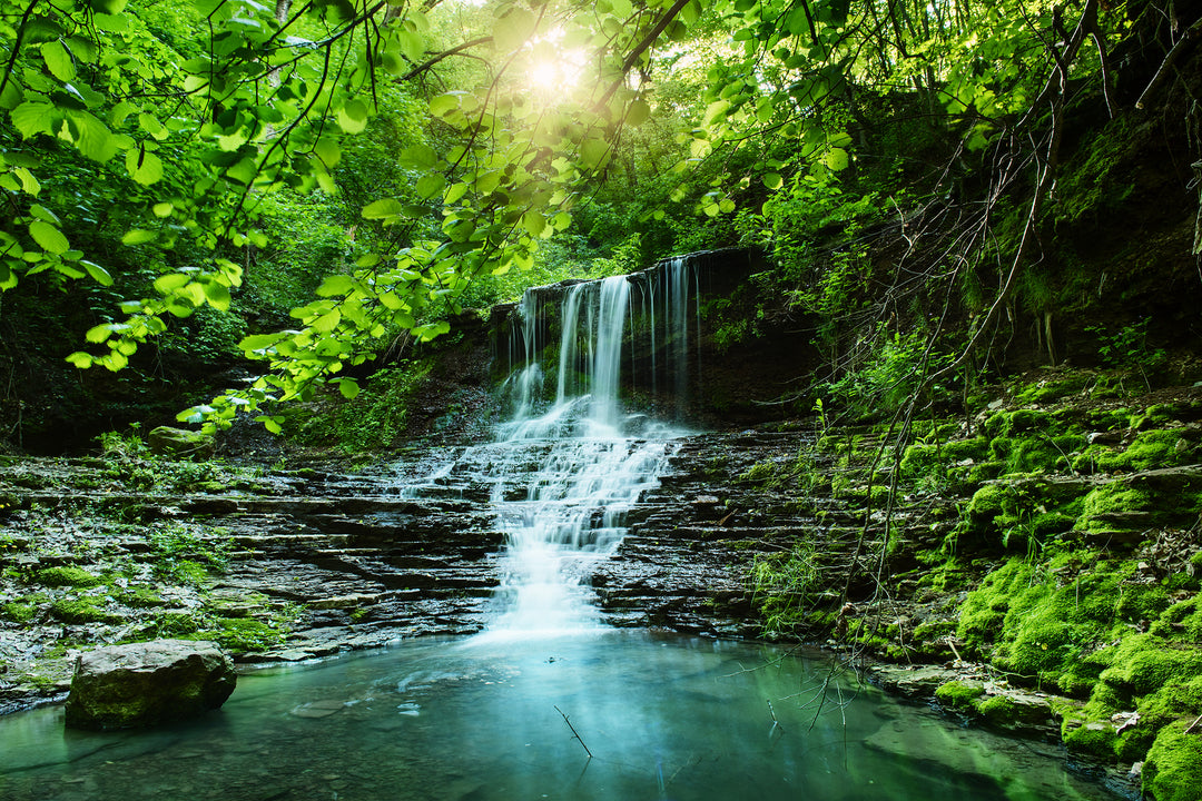 Rainforest Fragrance Oil