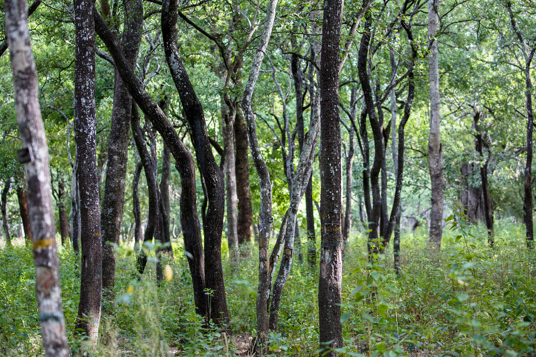 Amyris Essential Oil